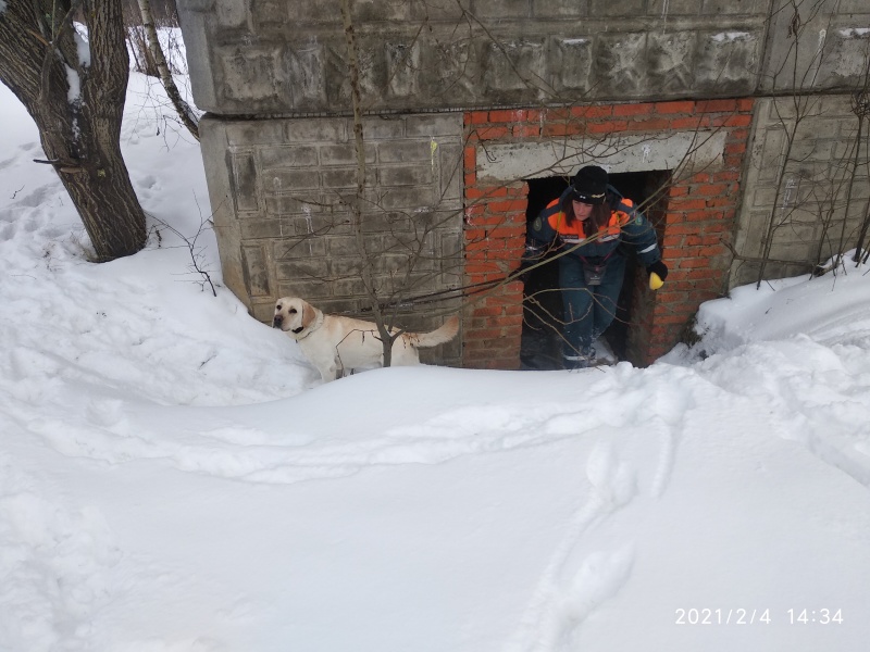 Учебно-тренировочные занятия с кинологами Центра