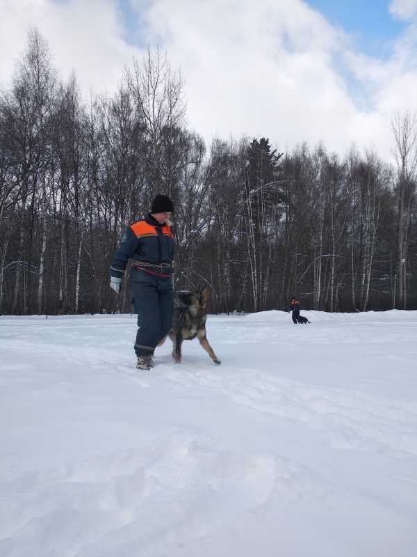 Учебно-тренировочные занятия с кинологами Центра 10.02.2021