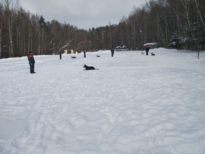 Учебно-тренировочные занятия с кинологами Центра 10.02.2021