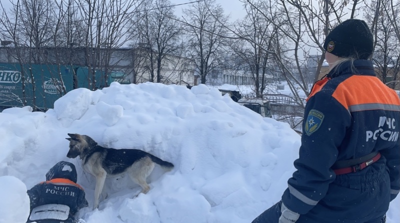 Плановые учебно-тренировочные занятия кинологических расчетов