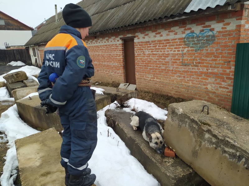 Учебно-тренировочные занятия кинологов 31.03.2021
