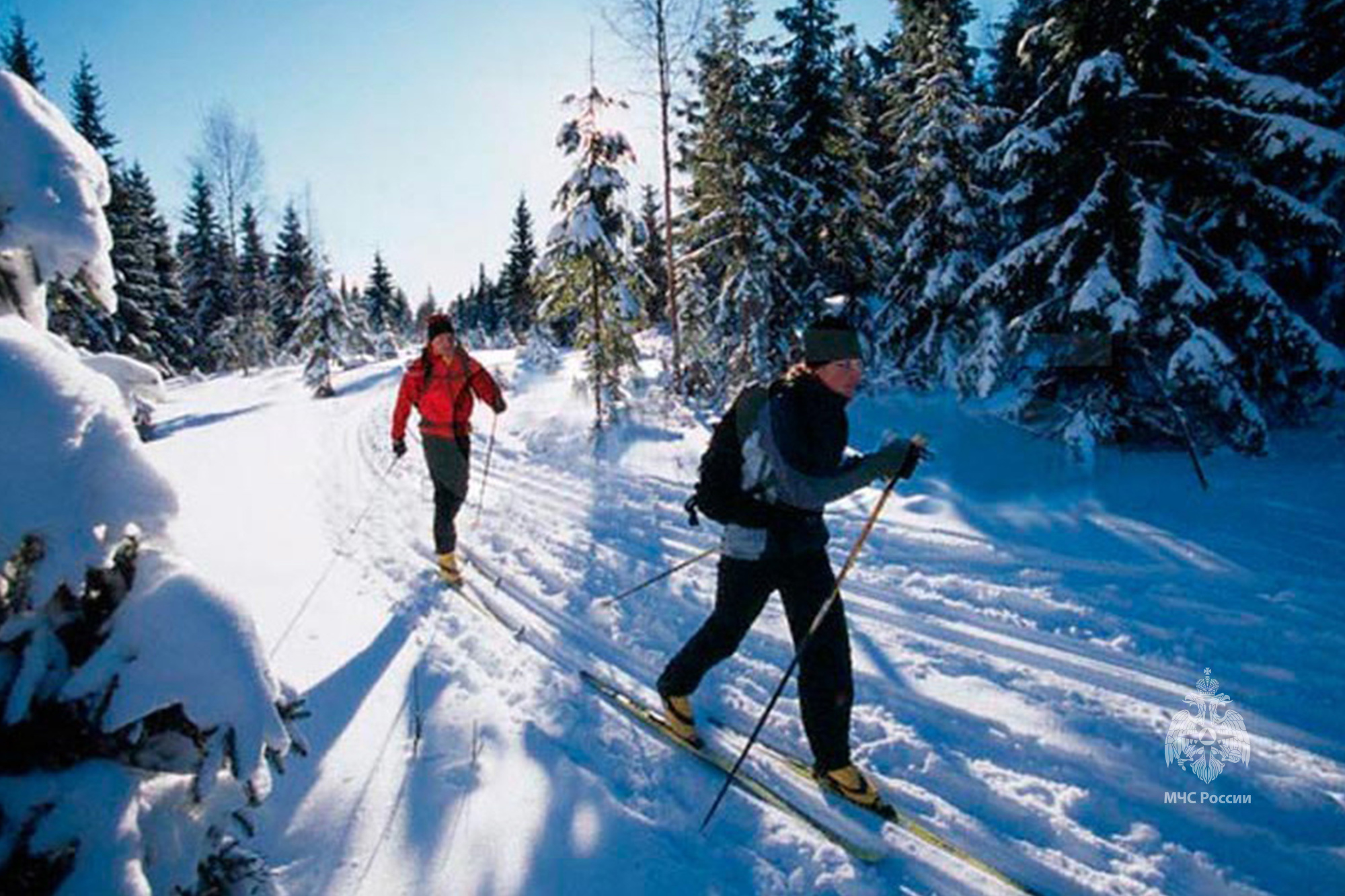Лыжник в лесу. Прогулка на лыжах в лесу. Лыжная прогулка в лесу. Зимние прогулки на лыжах.