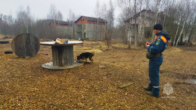 Учебно-тренировочные   занятия  кинологов