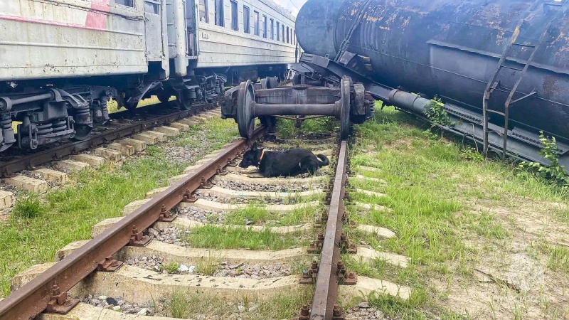 Трeнировка кинологических расчетов Центра