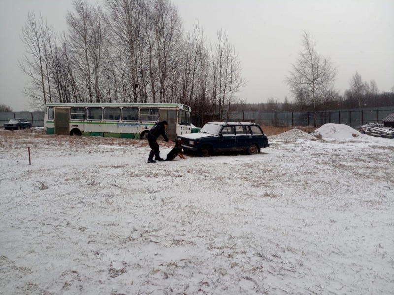Занятия кинологов