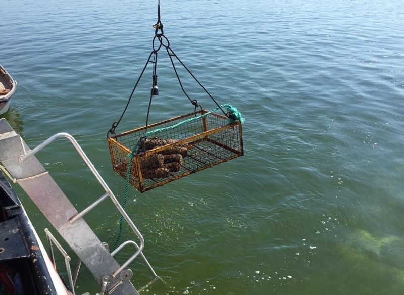 В Балтийском море завершился очередной этап разминирования немецкой баржи, затонувшей во время Великой Отечественной войны