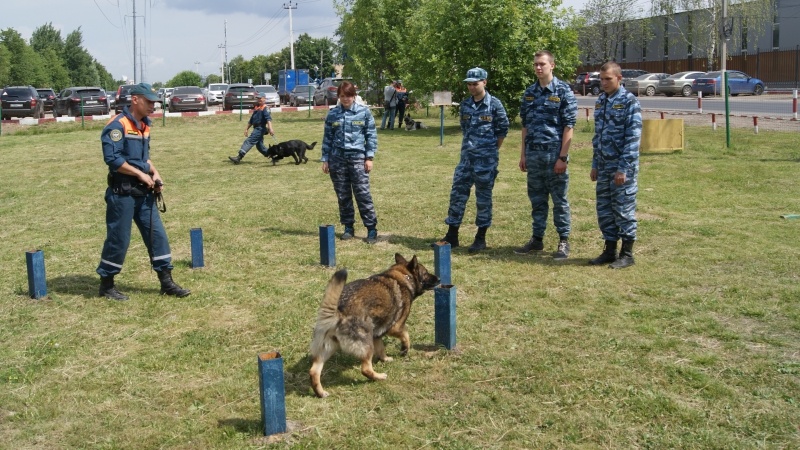 В Центре продолжается практика студентов-кинологов ГБПОУ ОКГ «Столица»